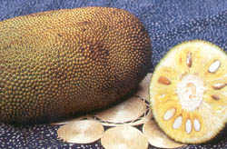 jackfruit