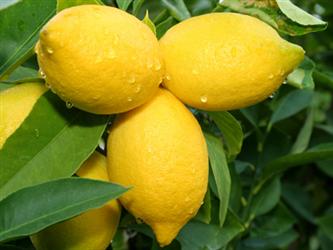 lemon