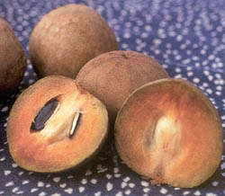 sapodilla