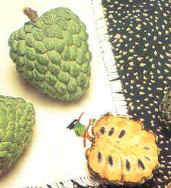 sweet sop