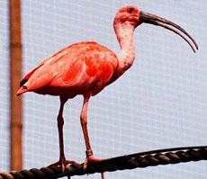 Scarlet Ibis