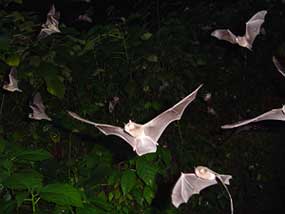 bats from tamana hill cave